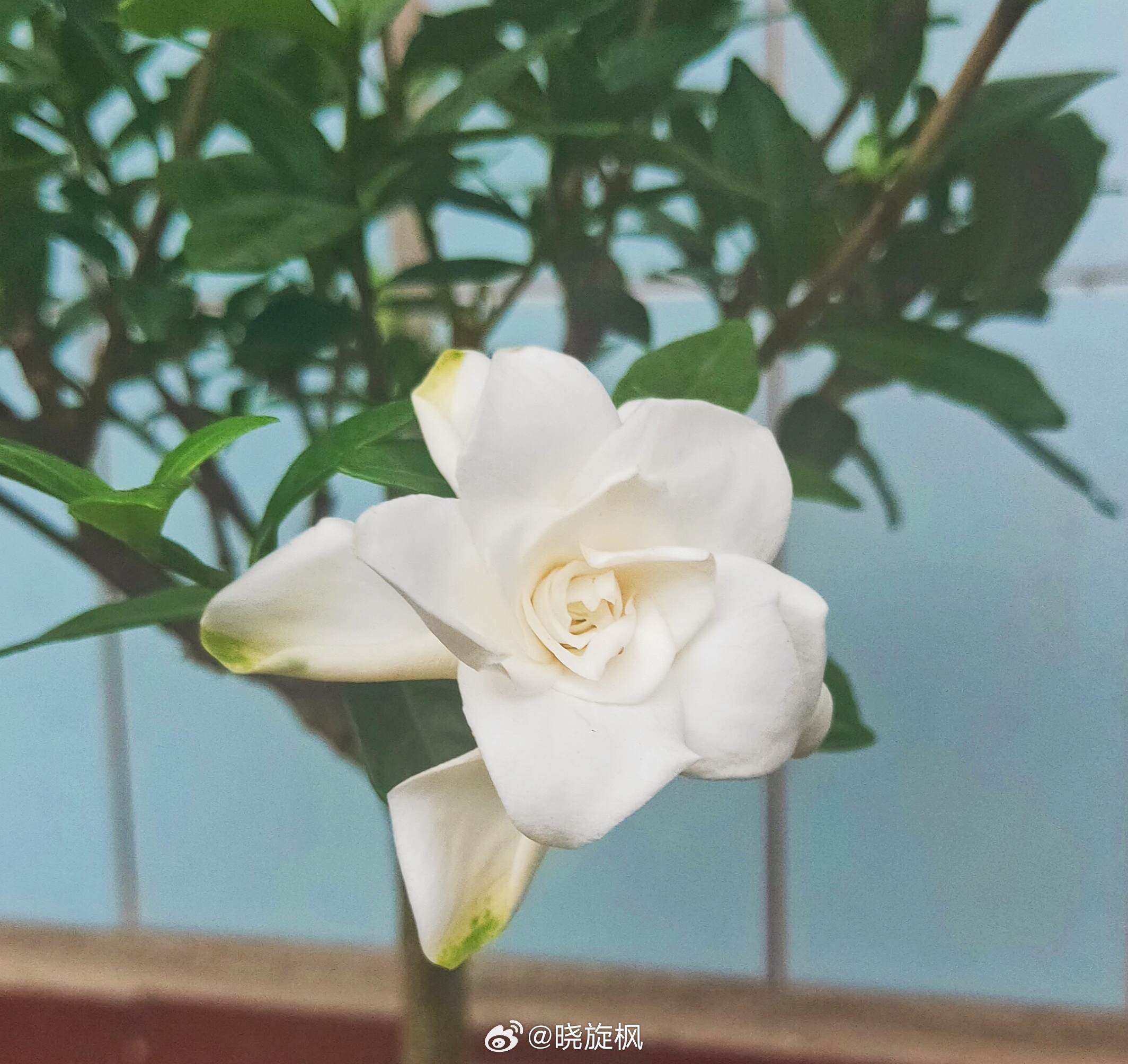 华夏生生医学每日一临证名言：【#典籍里的中医#】81、血之失于吐衄者，阳明之不降