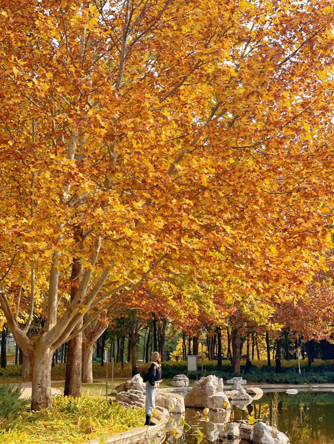 7天后这个公园yyds，打翻秋天调色盘，附机位