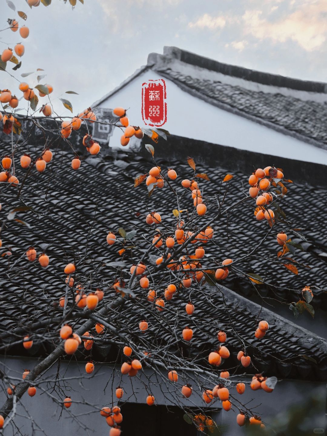 因为一棵树~去了一座城~朋友嘲笑我太夸张了