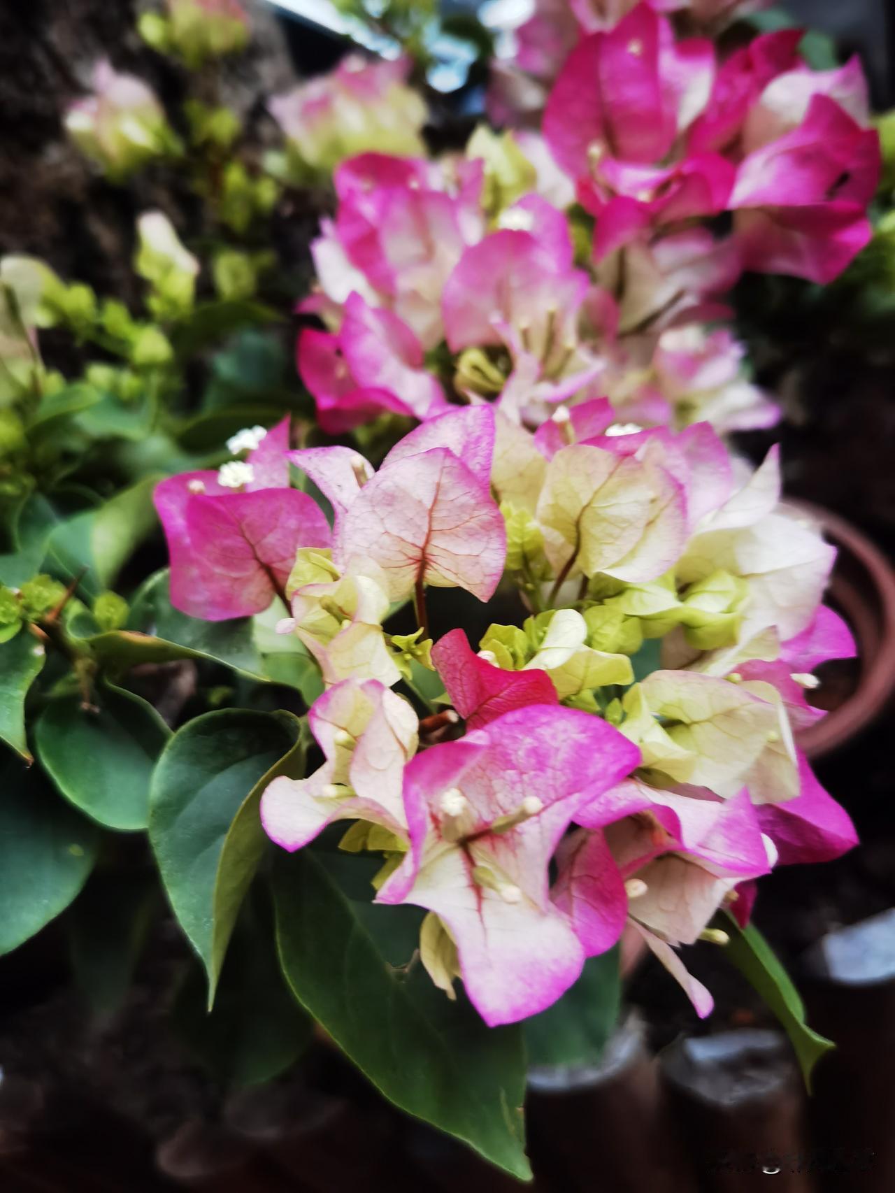 晒一晒你家的三角梅绿樱三角梅，这个季节开得正旺，广州的春节那是必须有花的，寓意花