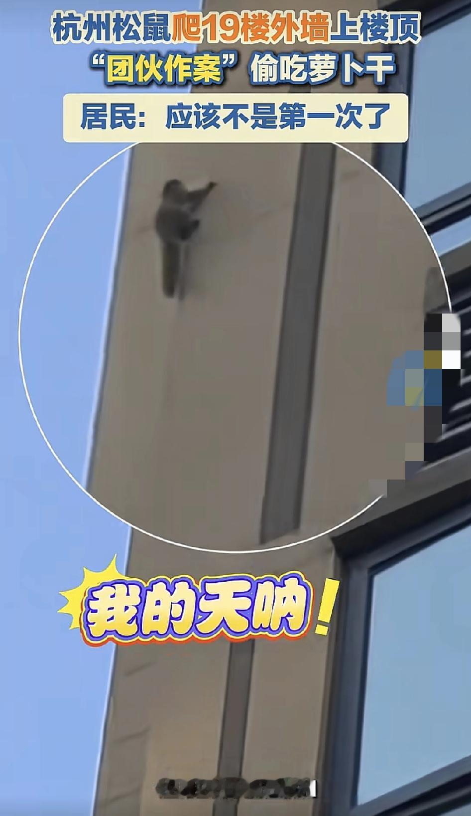 杭州的居民是你自己所住的小区一直都有很多松鼠，有一次无意中在室外拍到小松鼠在楼房
