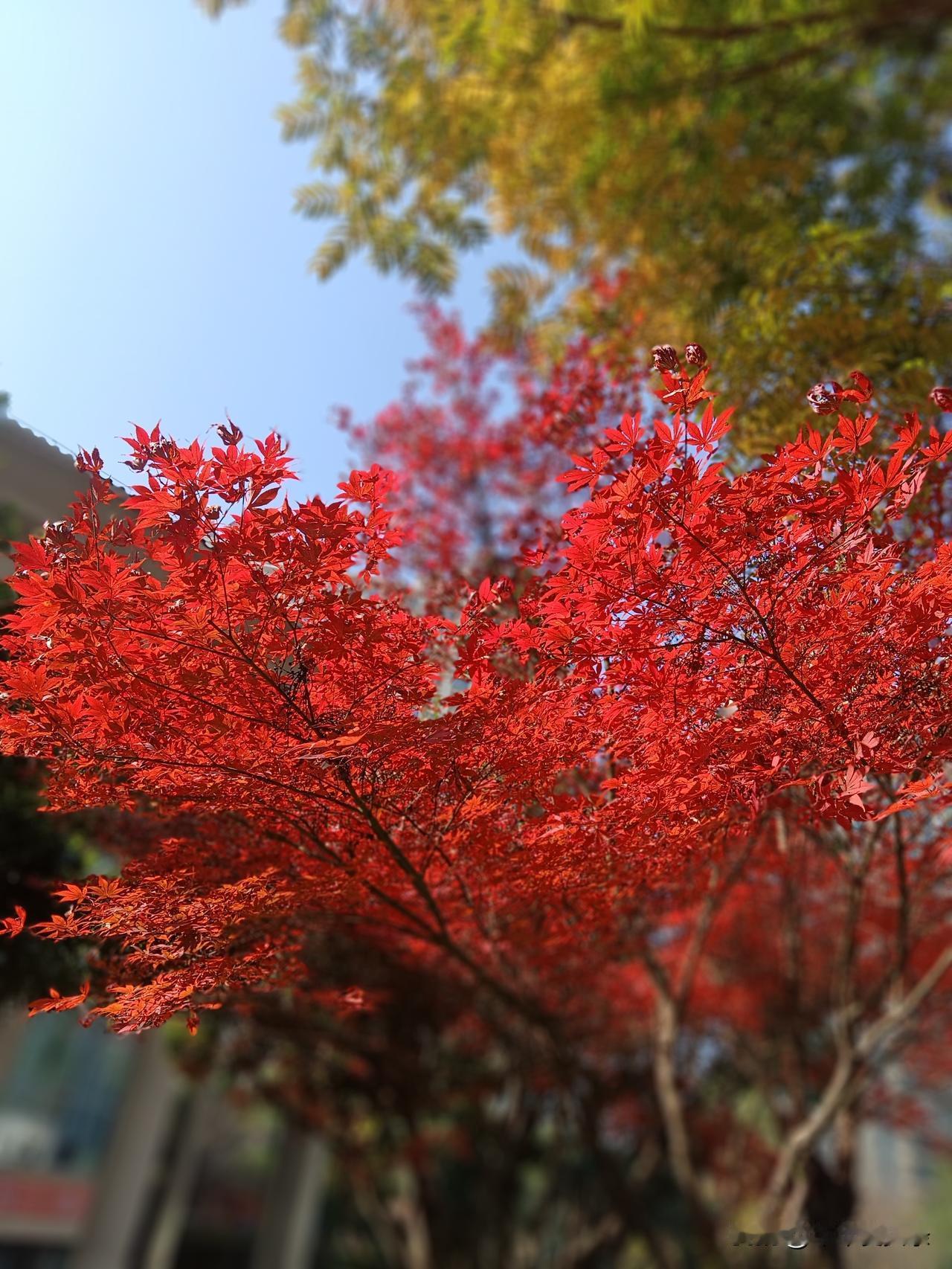 小妹今天又来跟我诉苦，她的女婿家又有事找她帮忙，吐槽她女婿家的事也太多了，以为她