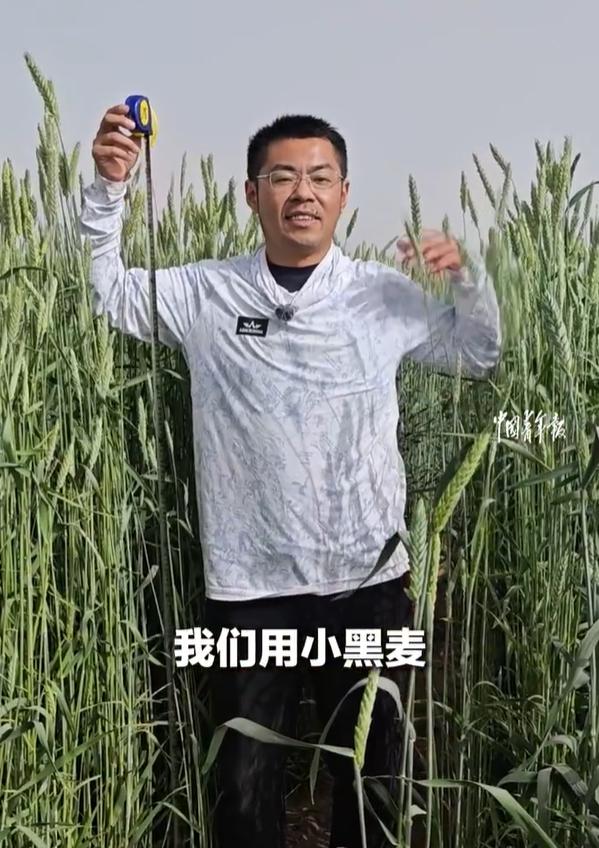 【袁隆平学生在沙漠实现禾下乘凉梦】近日，袁隆平院士的博士在新疆塔克拉玛干沙漠盐碱
