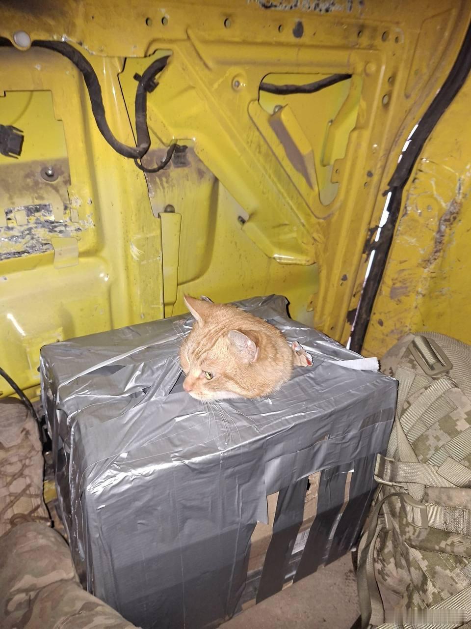 士兵们撤离康斯坦丁诺夫卡附近的阵地时，把他们的猫也带走了。他们抱着猫走了10公里