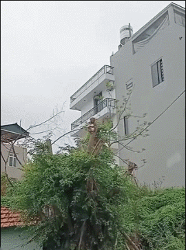 猴子绑架了狗 ​​​
