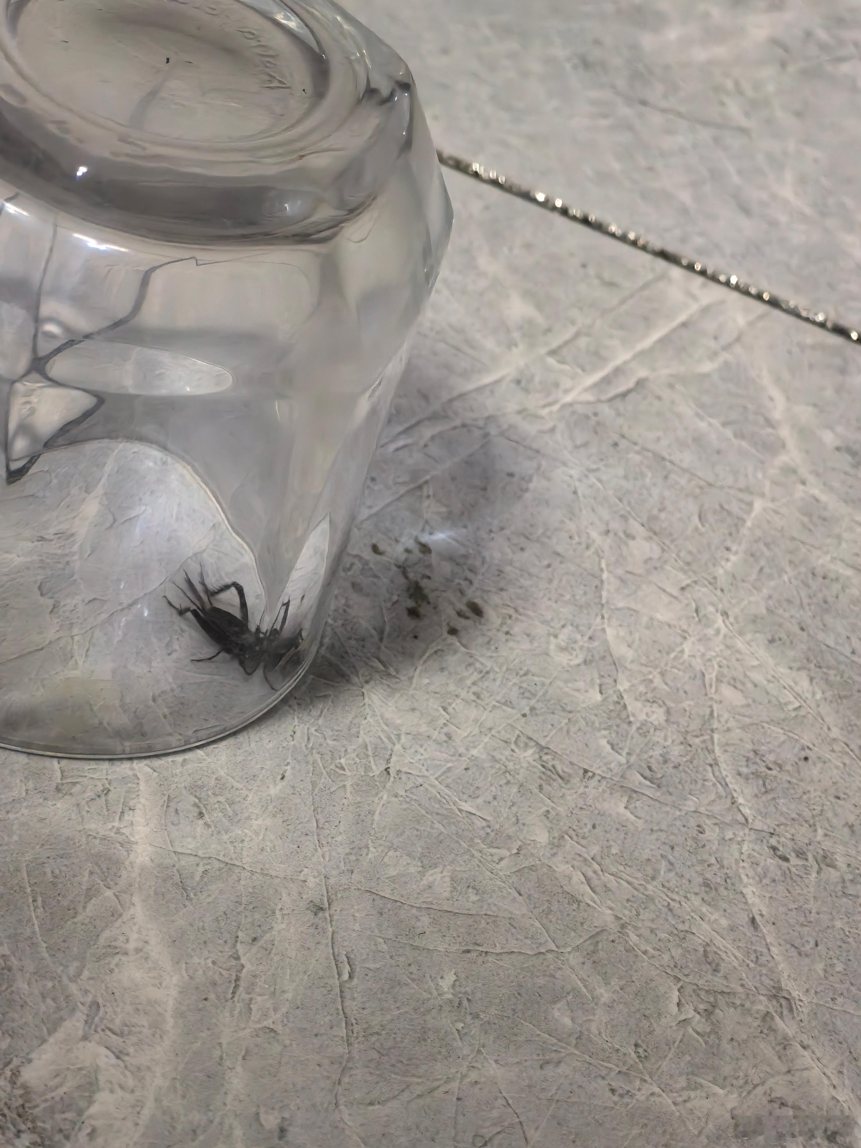你能信？我在家抓了只蟋蟀🦗🦗。叫了好几天没见到真身，今天在我旁边蹦跶，被我用