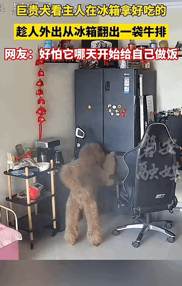 河北有只狗狗，平时常看到主人从冰箱里拿好吃的，有一天，主人不在家，它居然偷偷学会