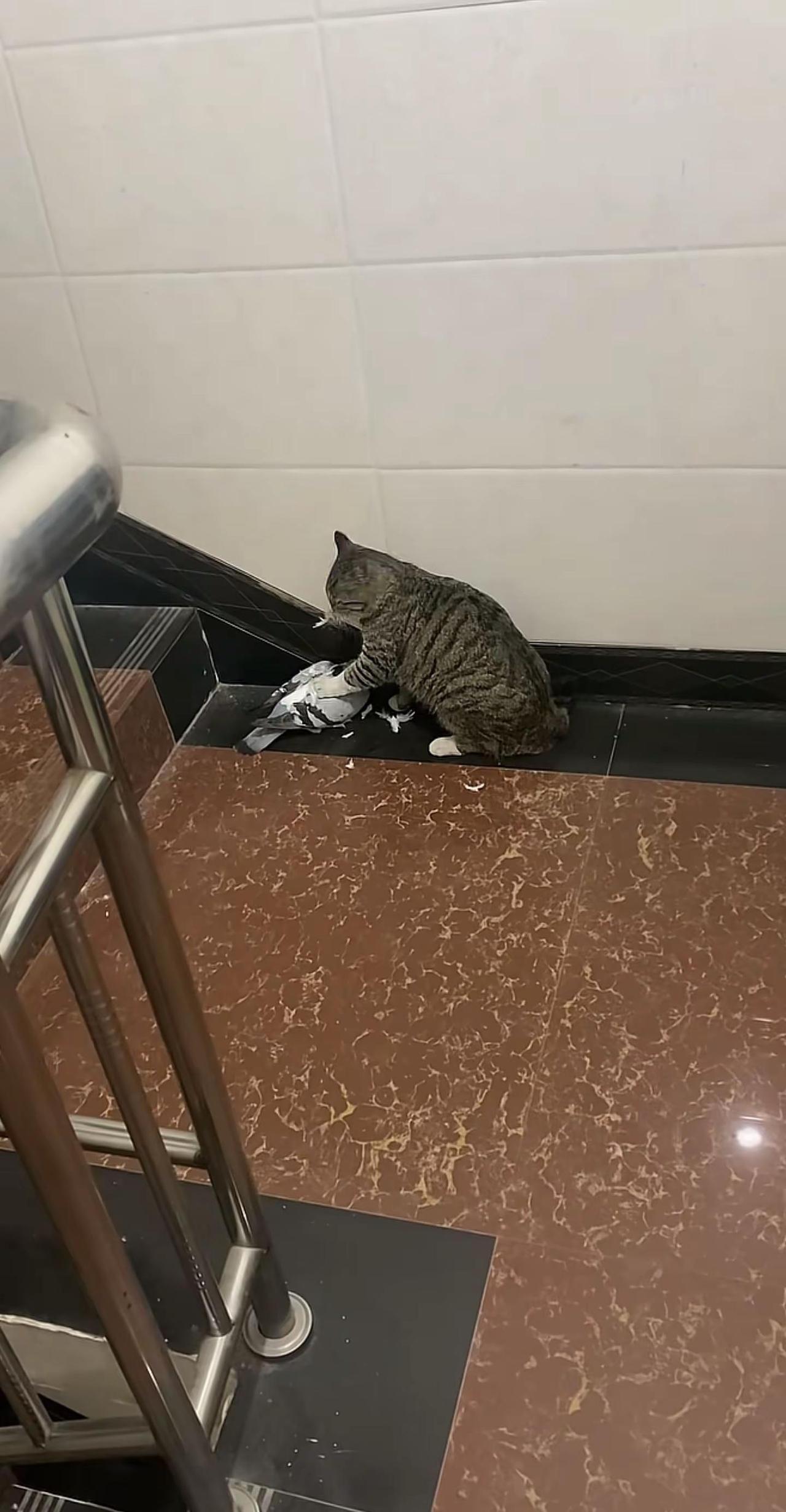 看到网上这图片心都在滴血，我的白鸽上周六晚上就这么被野猫吃掉了……一点一点被撕羽