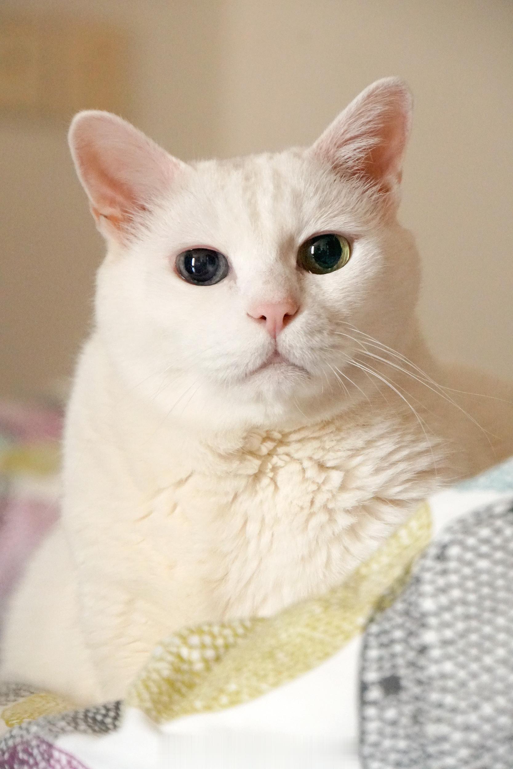 罐罐請幫偶加熱8秒～ ​​​