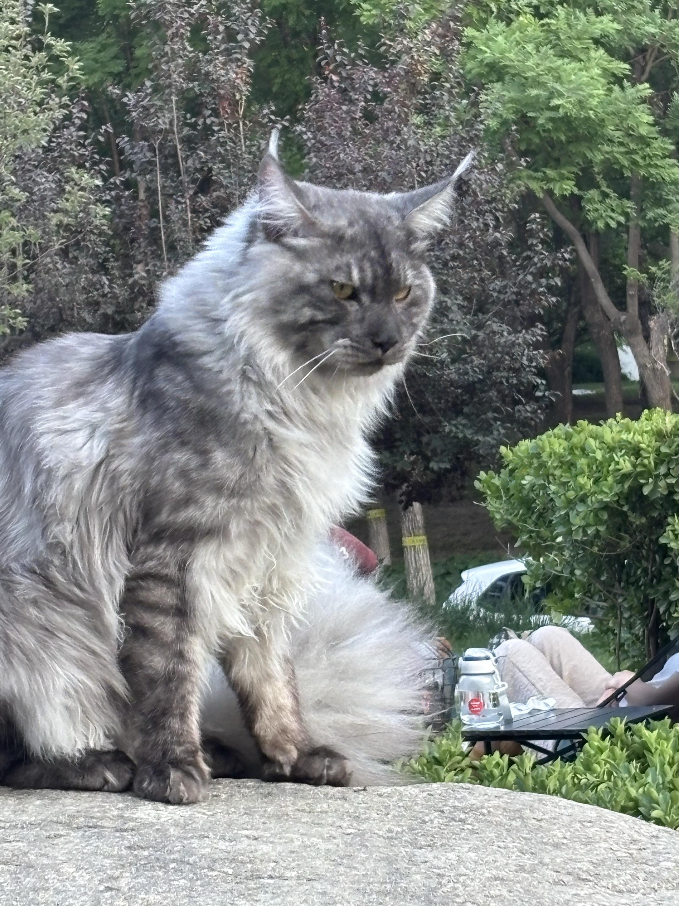 社会没有苍天树，俺叫生菜🥬你记住。猛兽