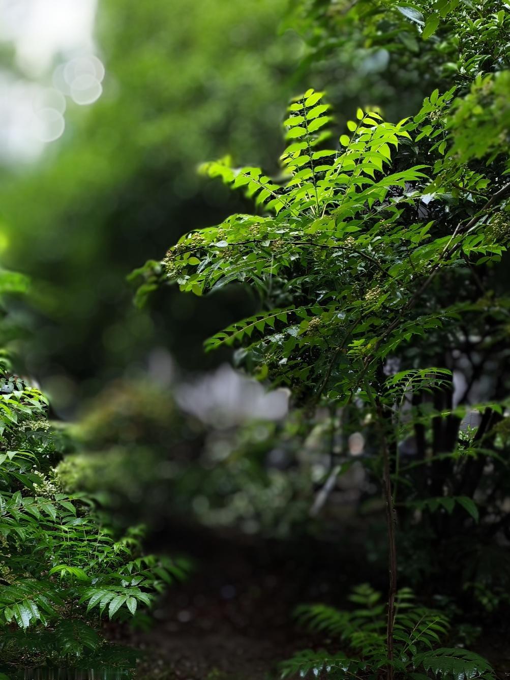江苏7月14日出梅，本以为能告别湿漉漉的日子，没想到出梅后降雨和强对流天气仍不消