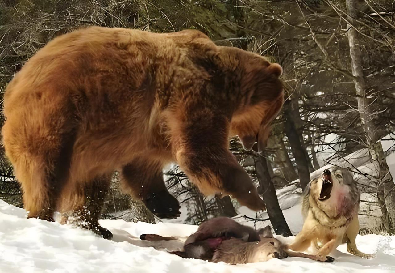 狼群会吃掉冬眠的熊吗？其实，很多人不知道，熊冬眠不是因为冷，也不是因为困，而是因
