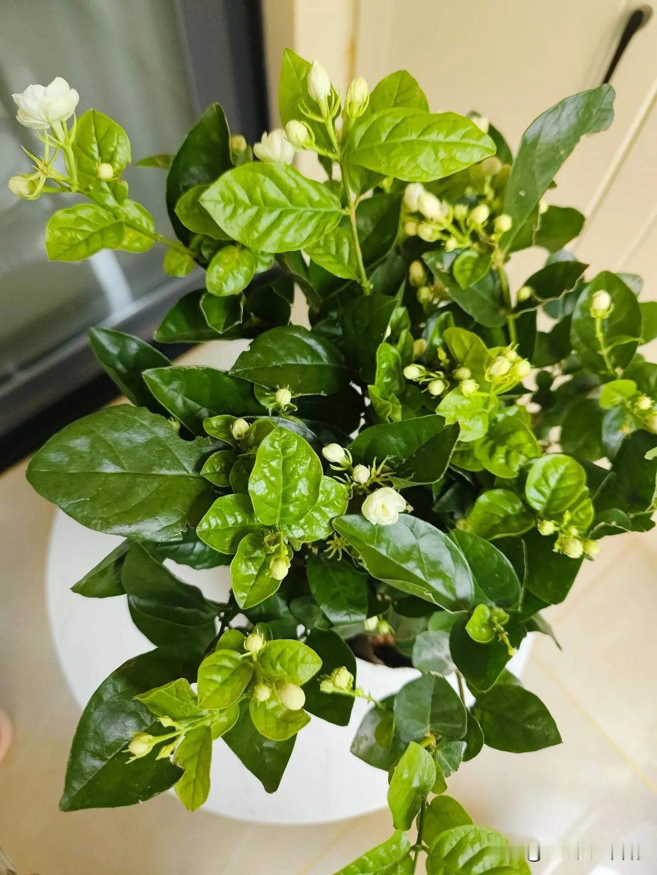 #那些好看的花花草草#茉莉花在我家第四天了，刚到手都是花骨朵，现已经开了两朵花了