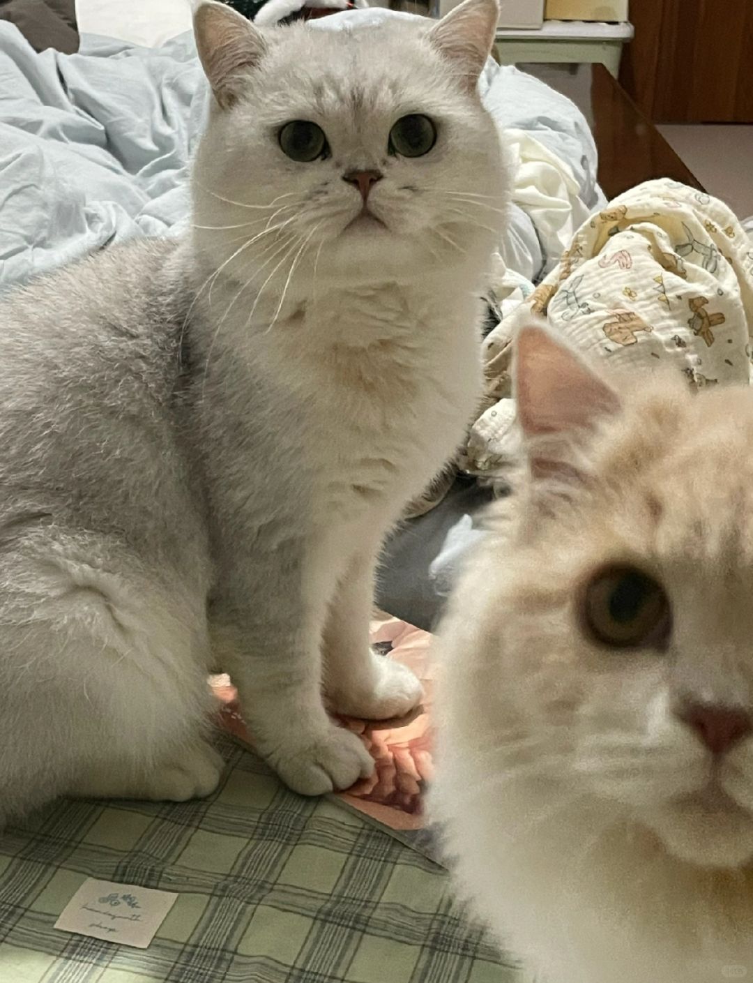 嘿，看镜头🐱