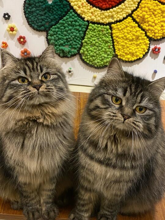 猫：五一还要工作💼