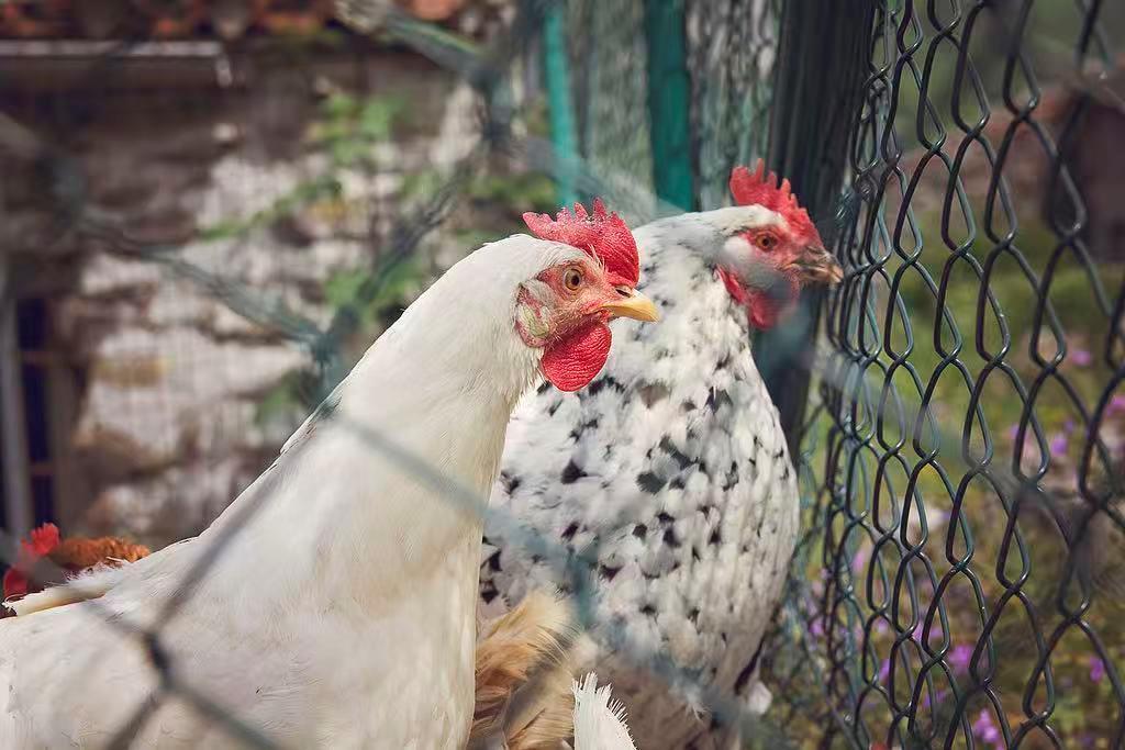 日本北海道又确认一起高致病性禽流感疫情