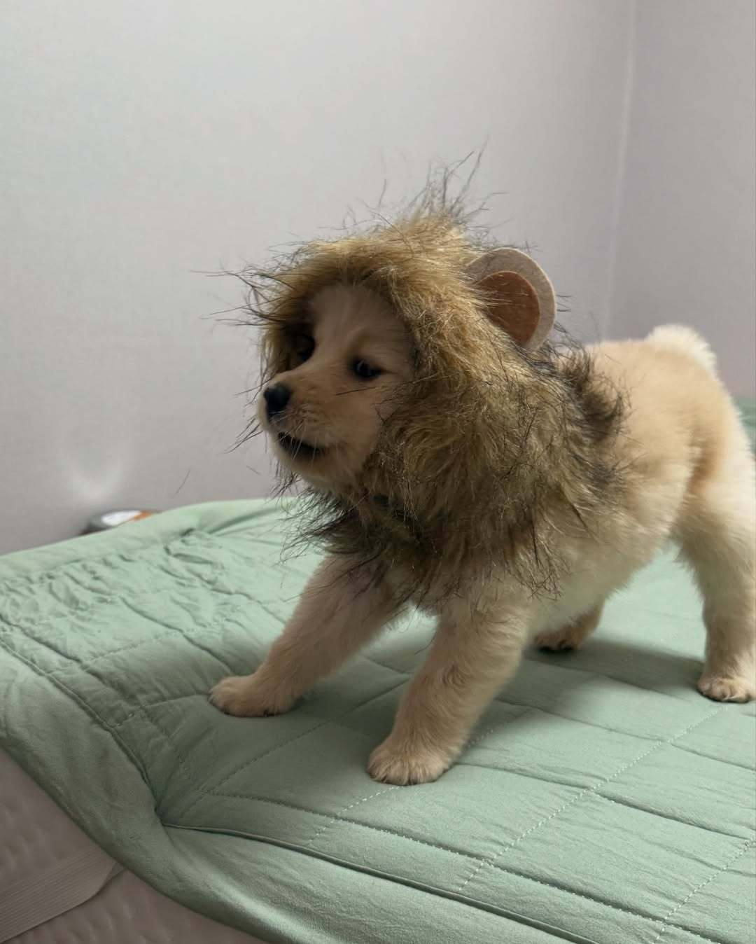 小金毛：我是一头小狮子！啊呜！ 