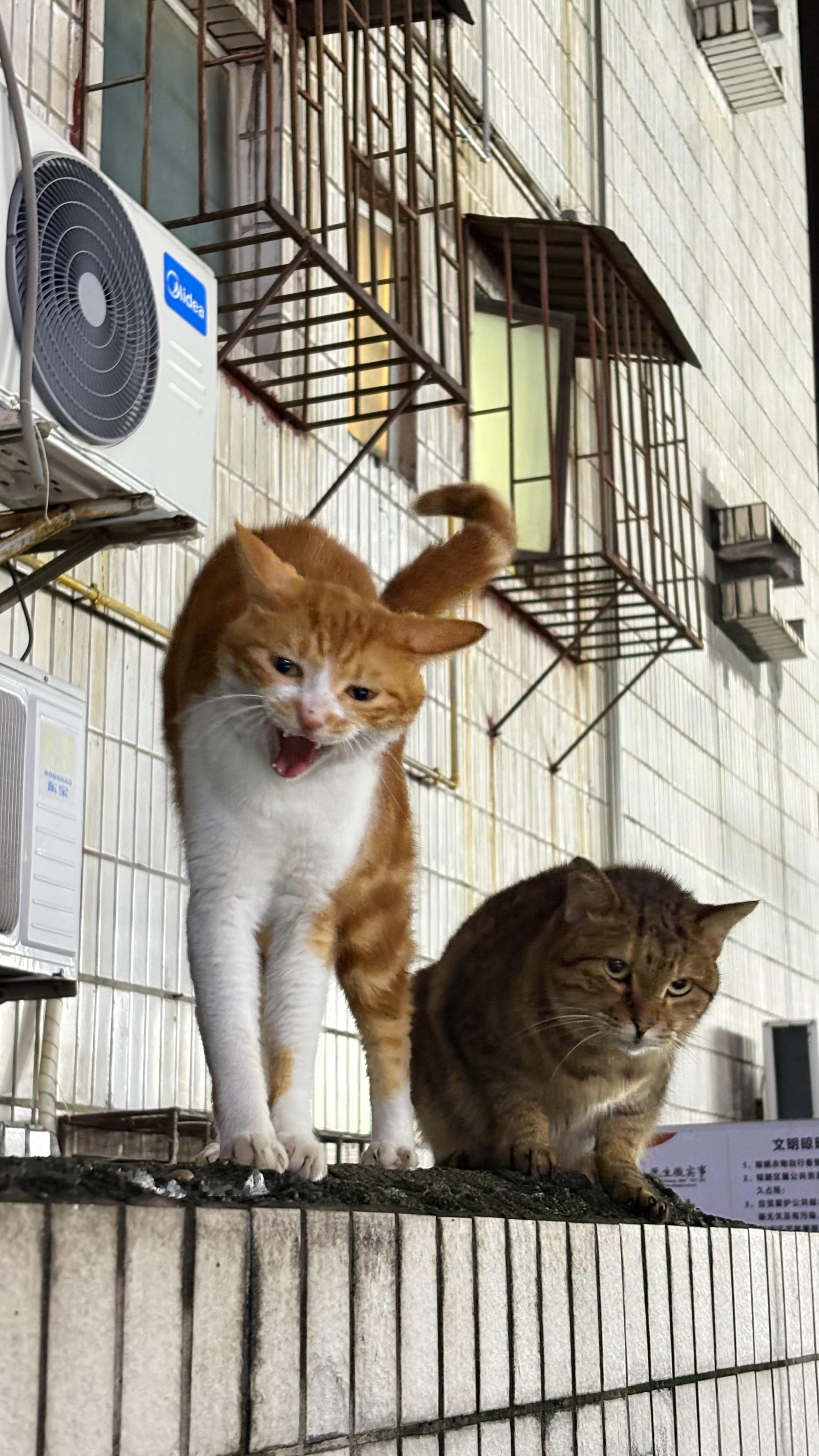 木棉： 这么晚才来，罚你给我们一个猫开10个罐头猫咪流浪猫 ​​​