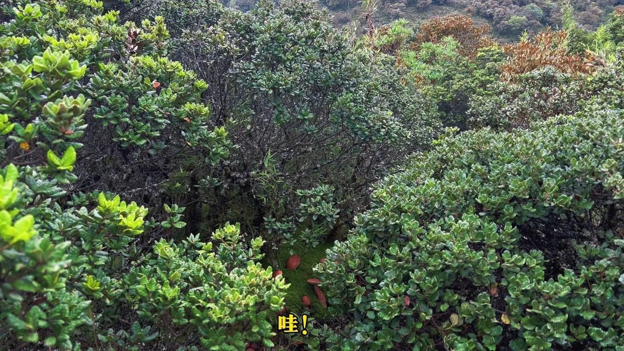 🐄这简直是闯进了童话世界，发现蘑菇园！胖嘟嘟的牛肝菌真可爱，好运连连，旁边又有