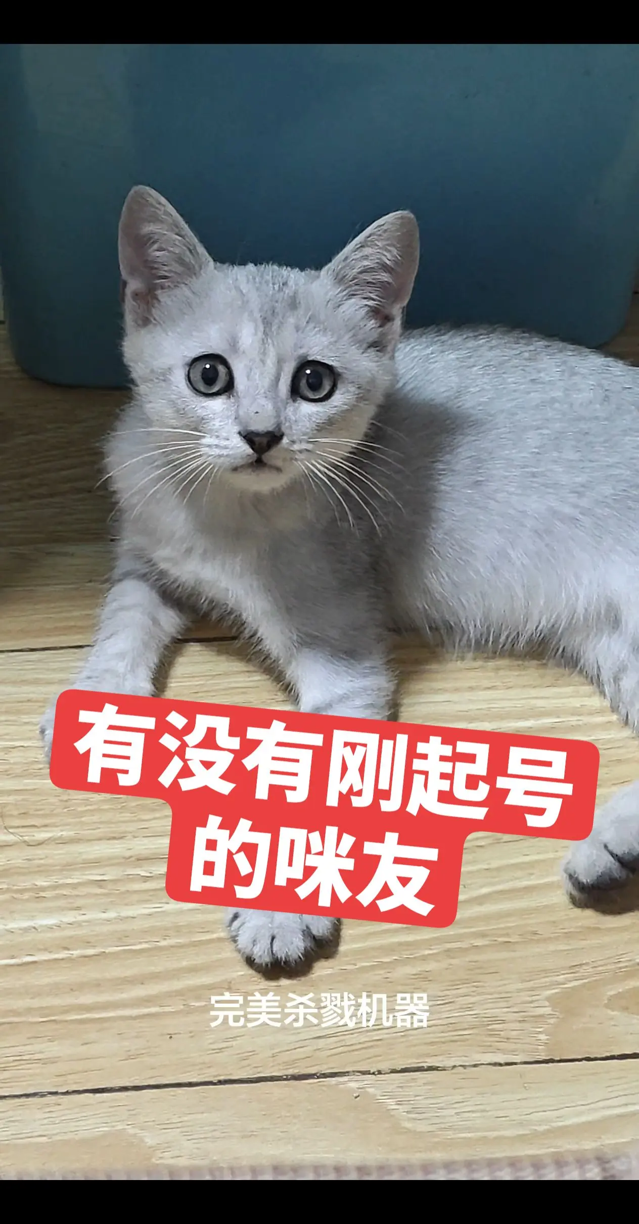 银渐层宝宝 银渐层 养猫日常碎片 养猫日常碎片 纯银渐层