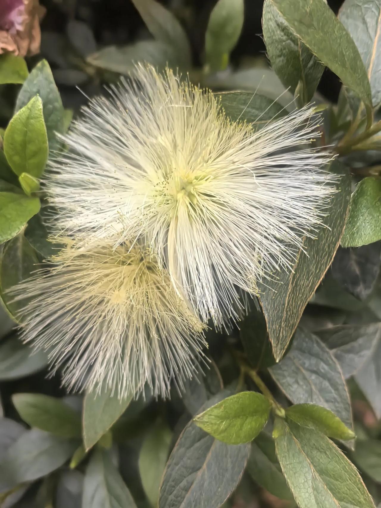 我在眉山苏轼公园散步的时候，看到树上开着这样的花，可我叫不出名字来。这两种植物，