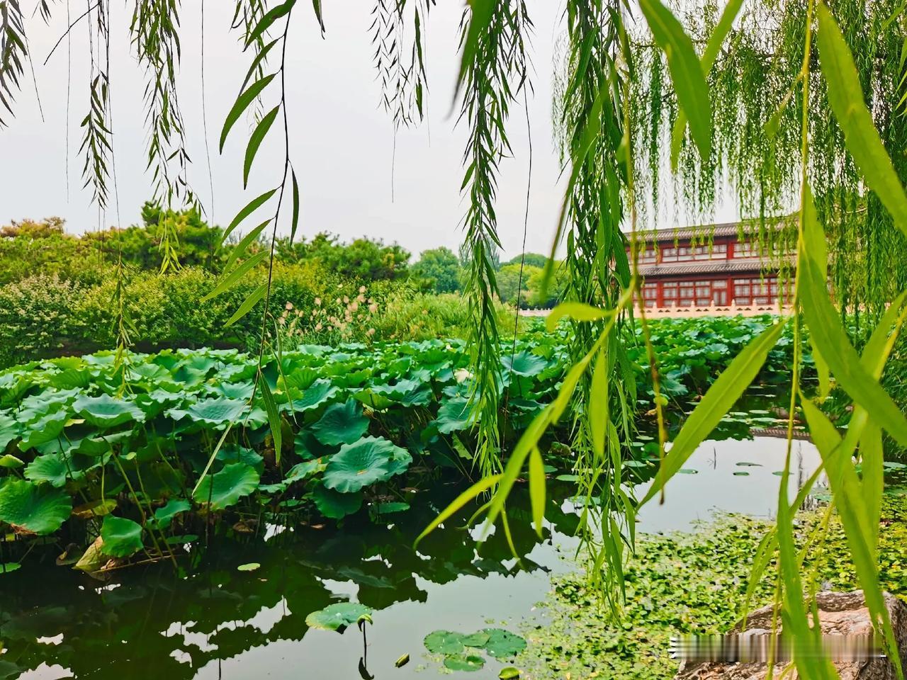 一一池塘水清荷叶绿

一一柳丝垂袖舞风中

一一【原创摄影】

一一拍摄于天津水