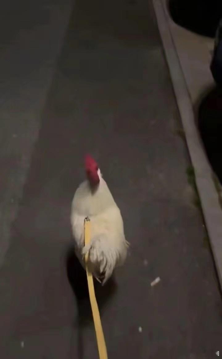 你总爱争个输赢，现在你赢了，我遛鸡去了 