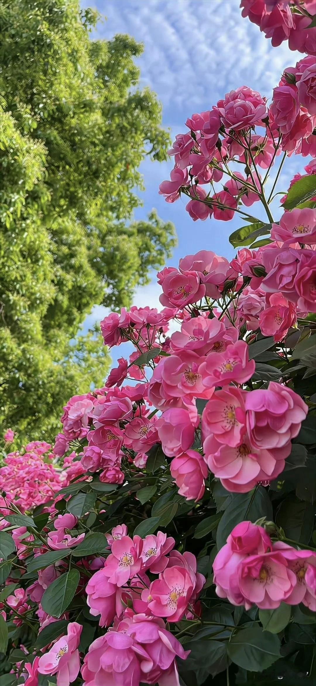 愿我们都能怀揣热爱，把日子过成自己喜欢的模样。不必追光，因为热爱可抵岁月漫长；不