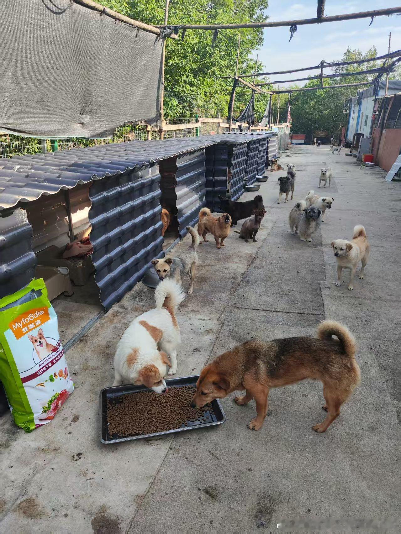 感谢支付宝合肥领养日 合肥市魏阿姨流浪动物基地5月15日收到捐赠物资：麦富迪狗粮