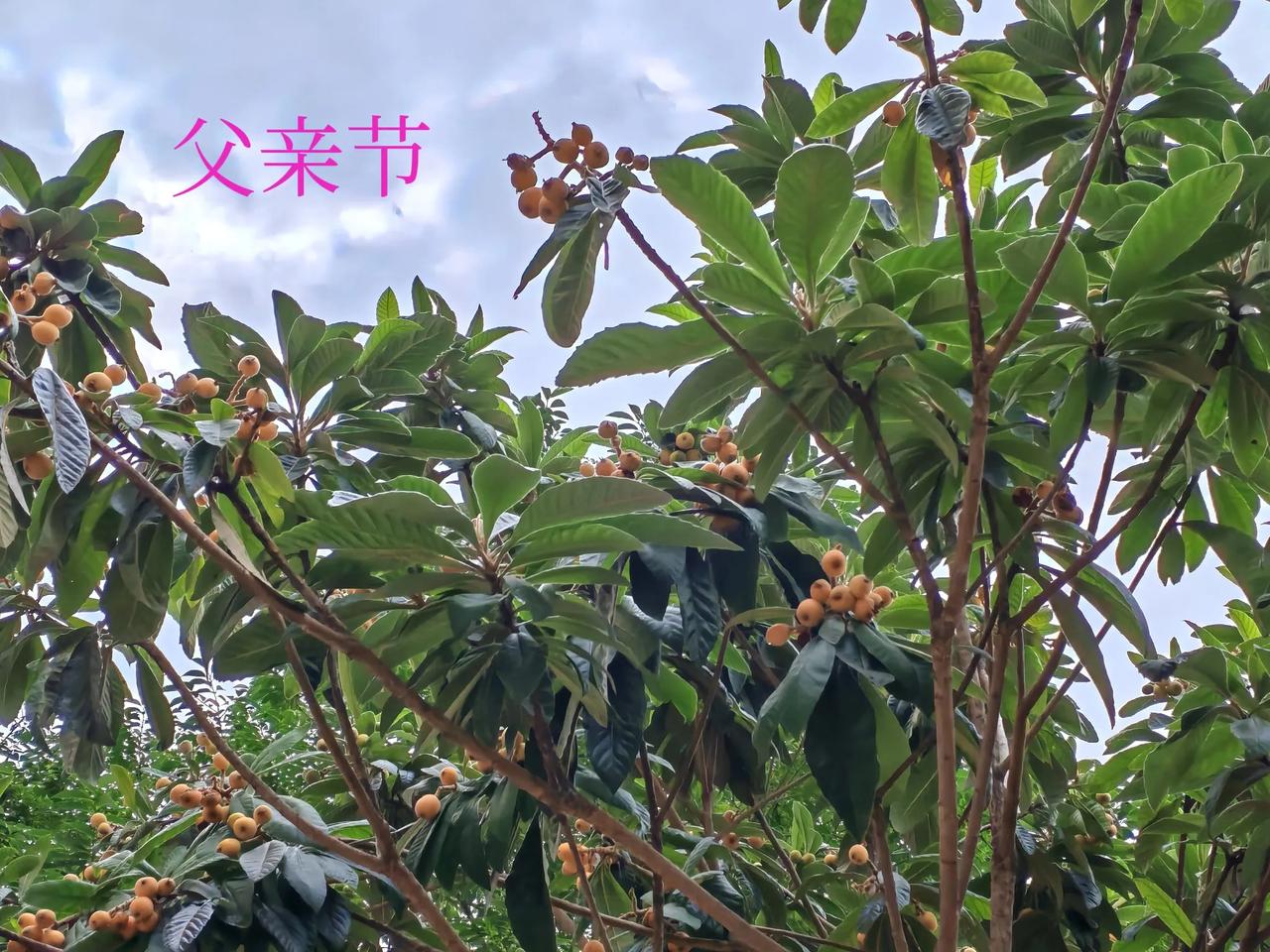 父亲节！
母亲：玲珑啊，今天是父亲节，你想着给你爸爸买点礼物！
女儿：我都快忙死