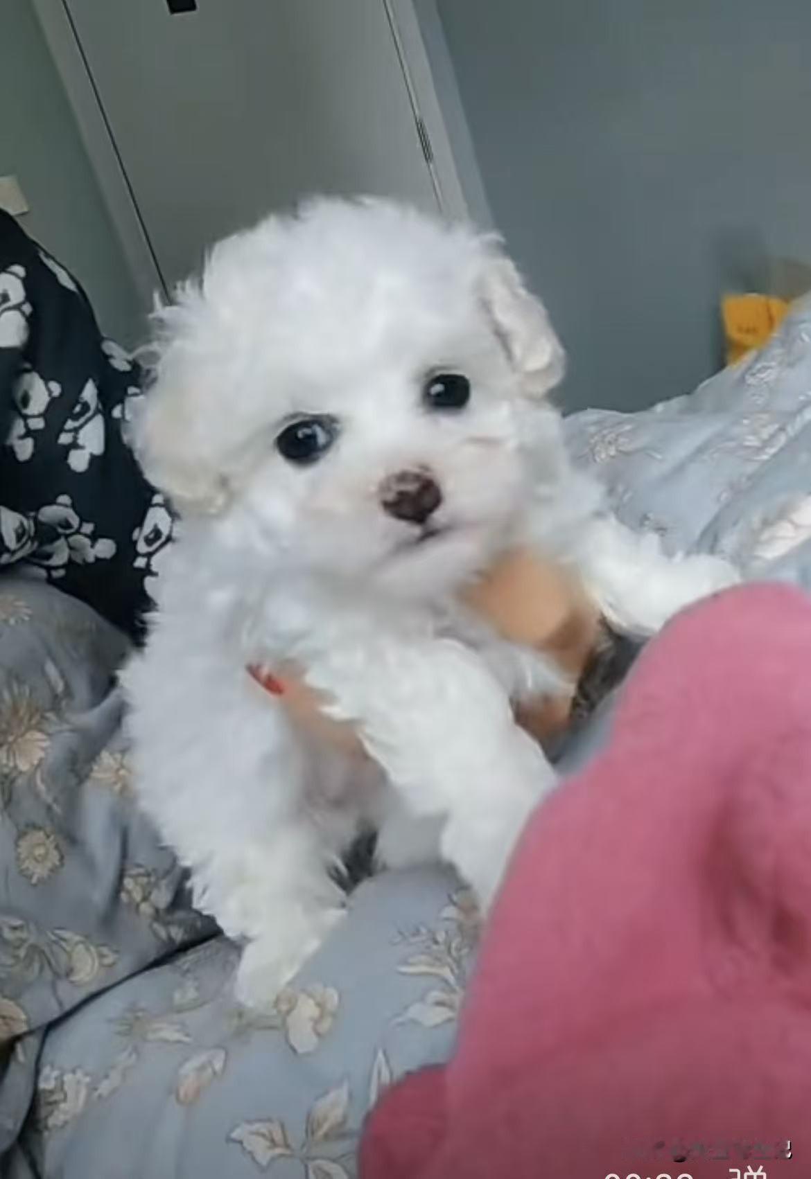 可爱吧！
这就是可爱的科比熊。
这是熊吗？
不是。
这是狗吗？
是。
这是最可爱