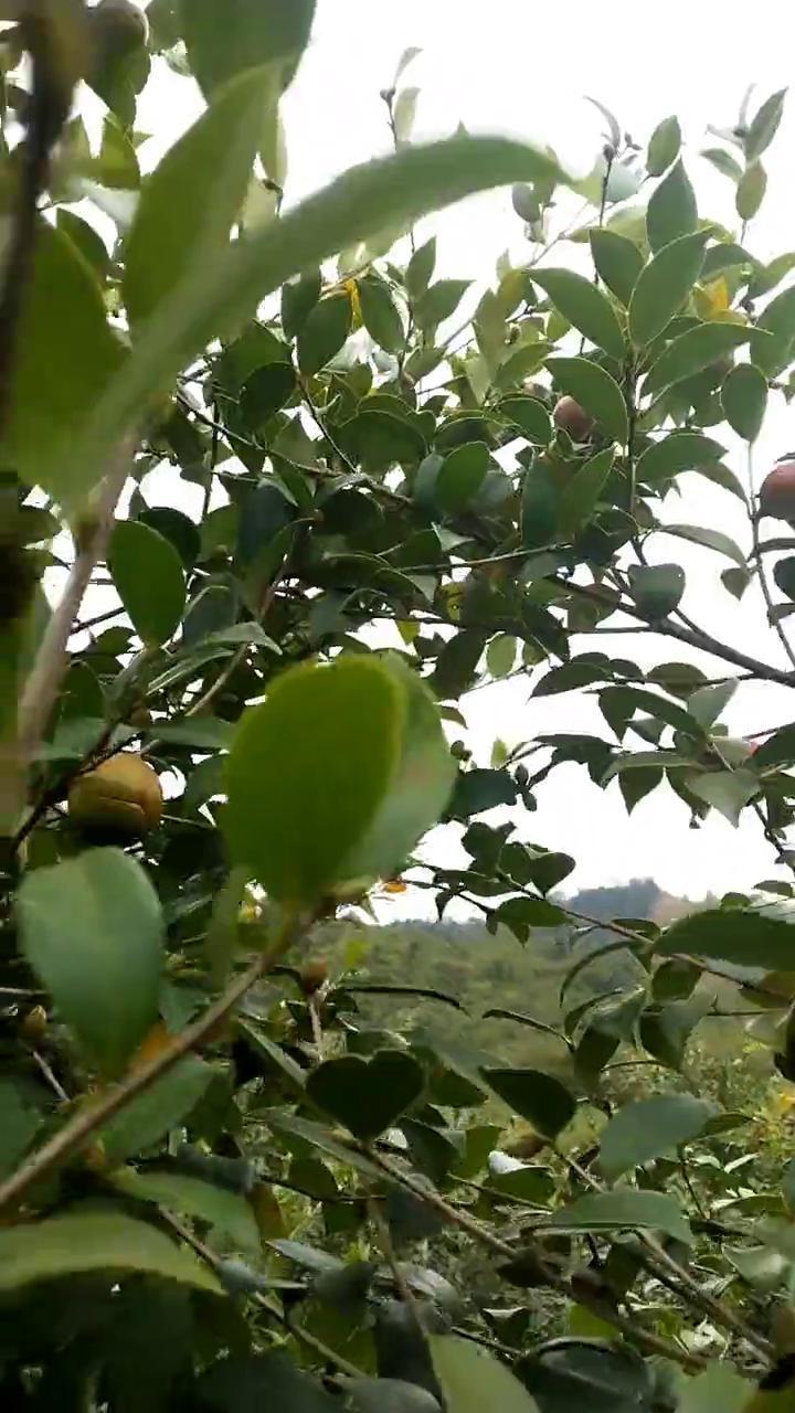 让常总一桶，看这里，看这个树上茶籽多也不多，像这个就直接插上，不是直接擦掉了。看