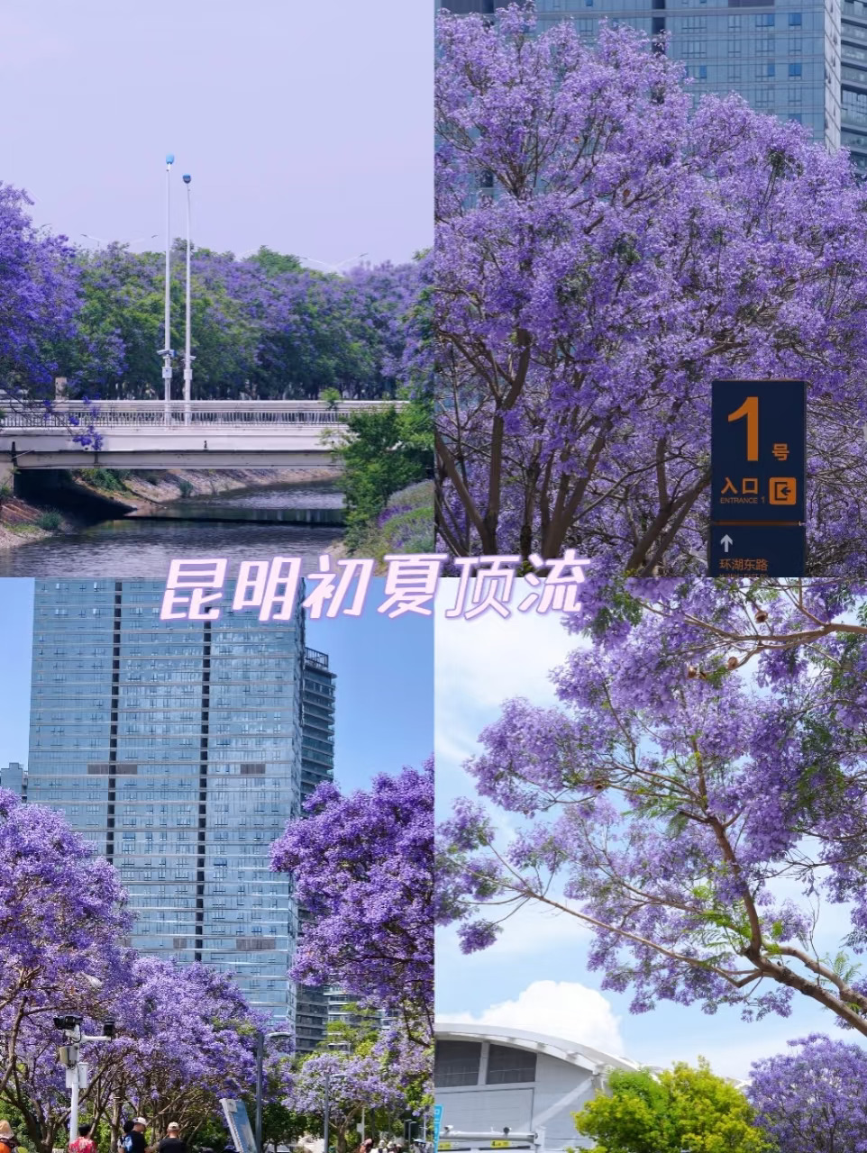 不用人挤人 沉浸式打卡昆明初夏顶流-蓝花楹