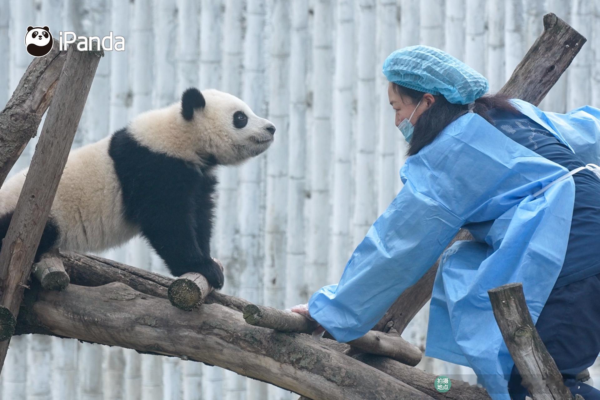 下班啦！快跟着奶妈回家吧～[哄睡] 熊猫趣图 大熊猫绣丽 ​​​