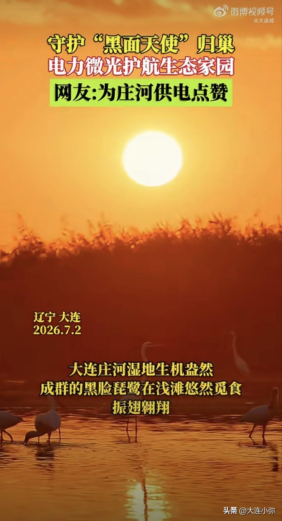 黑脸琵鹭年年归巢，庄河供电这波操作太暖了！

家人们谁懂啊！大连庄河湿地现在美得