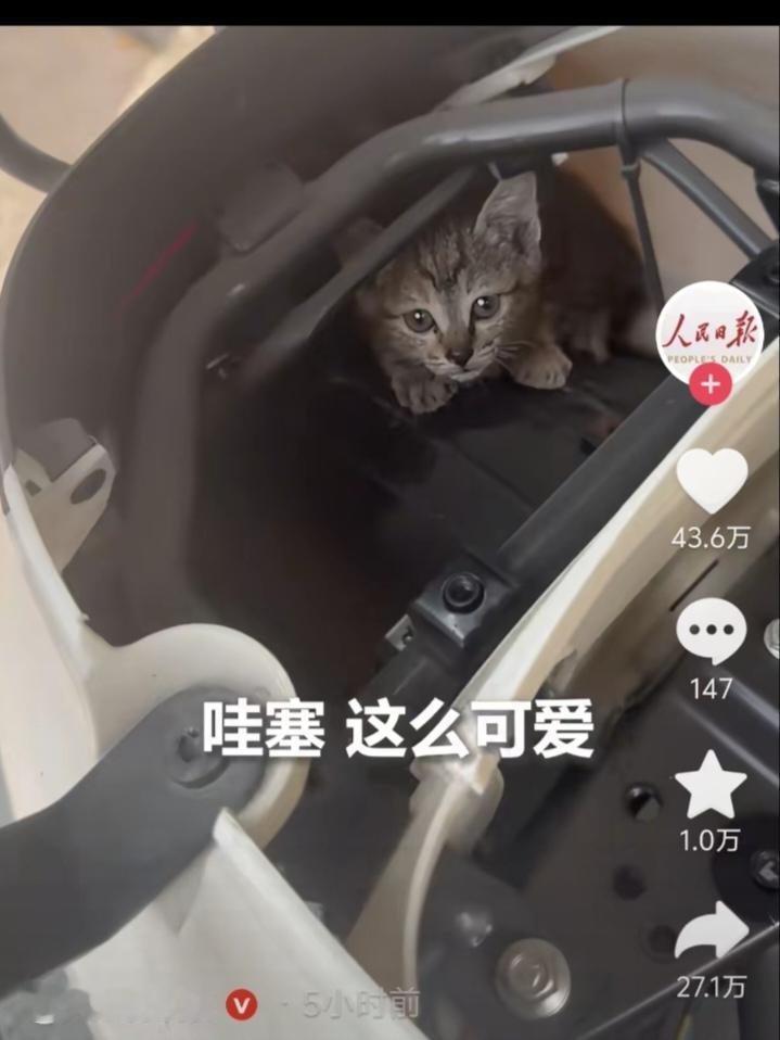 没想到上人民日报了!女子骑电瓶车时总能听见猫叫，车停了又不叫，找遍全车也没找到，