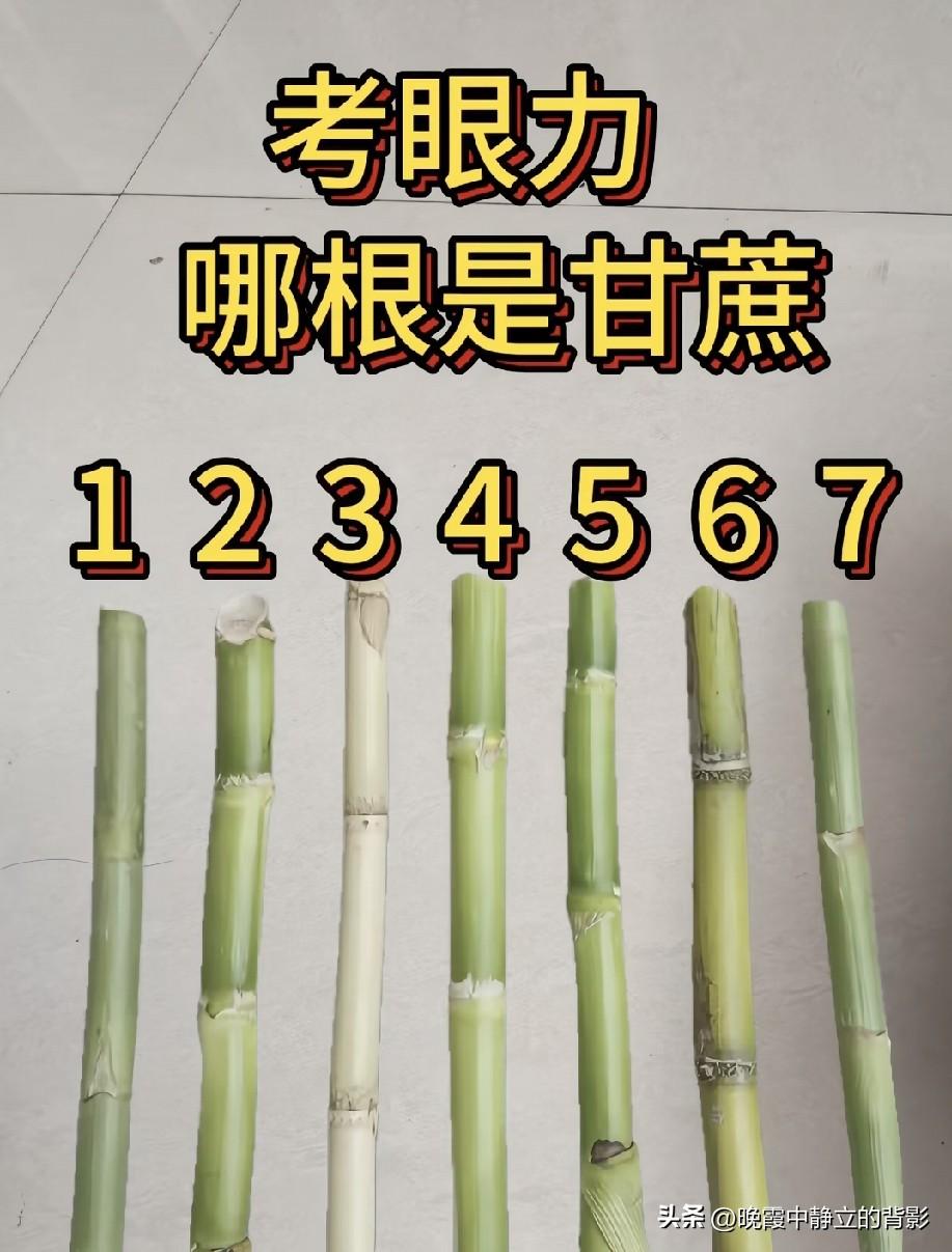 七根摆在眼前，哪一根才是真正的甘蔗？你看出来是几号了吗🤔