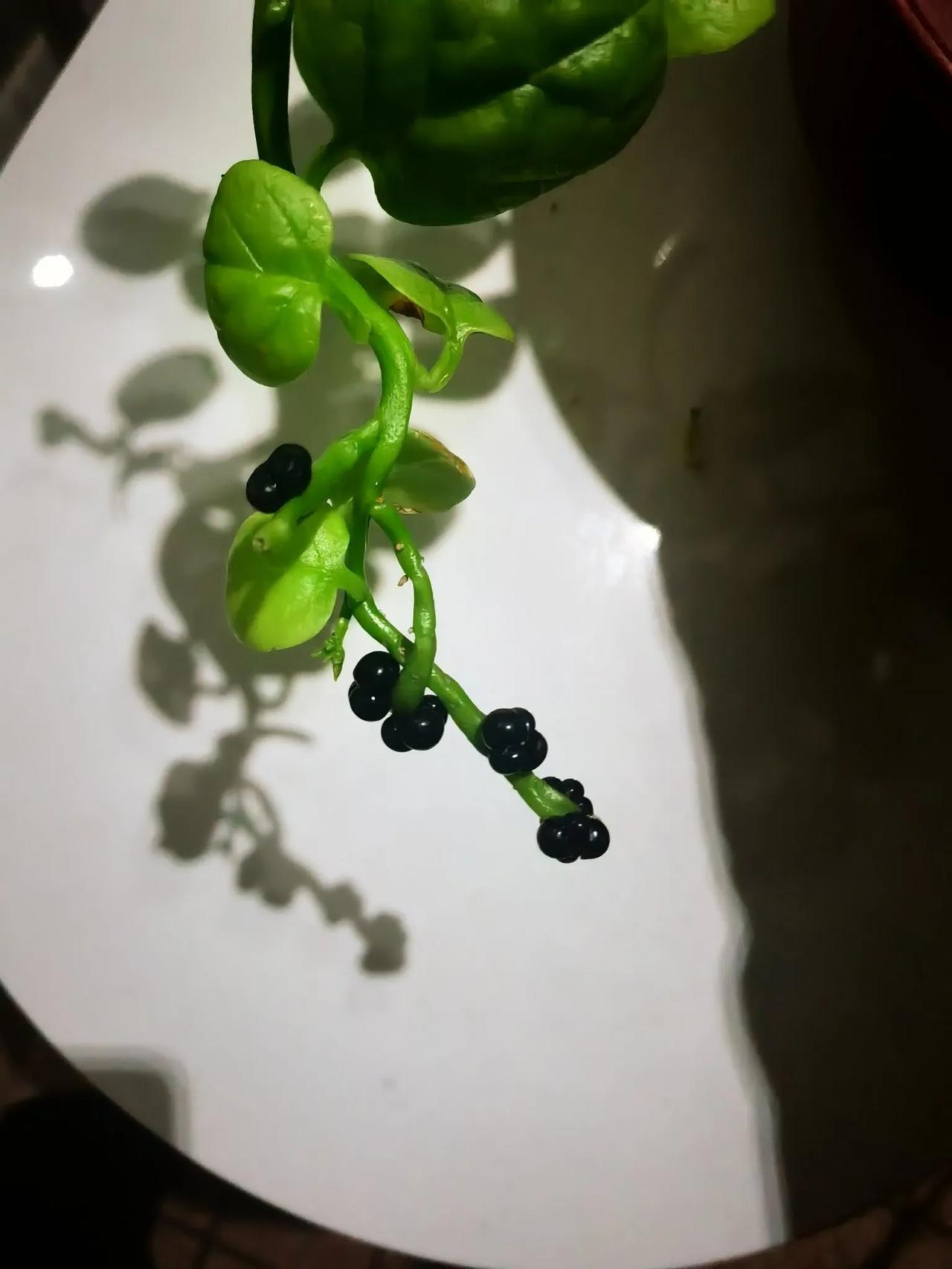 楼顶农家小菜园里的木耳菜小花朵今年还要种木耳菜，生命力顽强。图中是我掐了一段水养