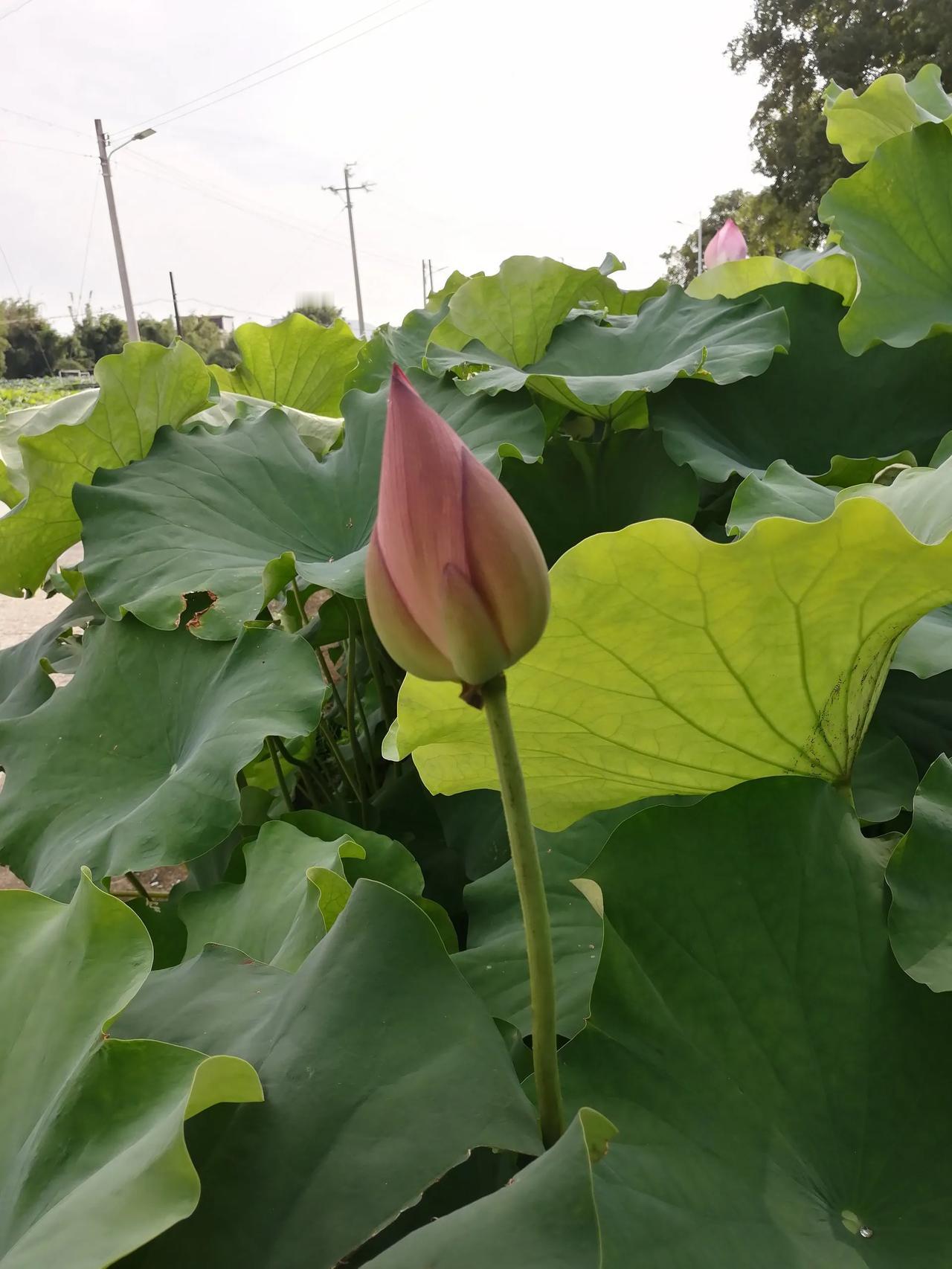 儿子的同学复读一年考了513分，比儿子去年的510分多了3分，到我家填志愿，说跟