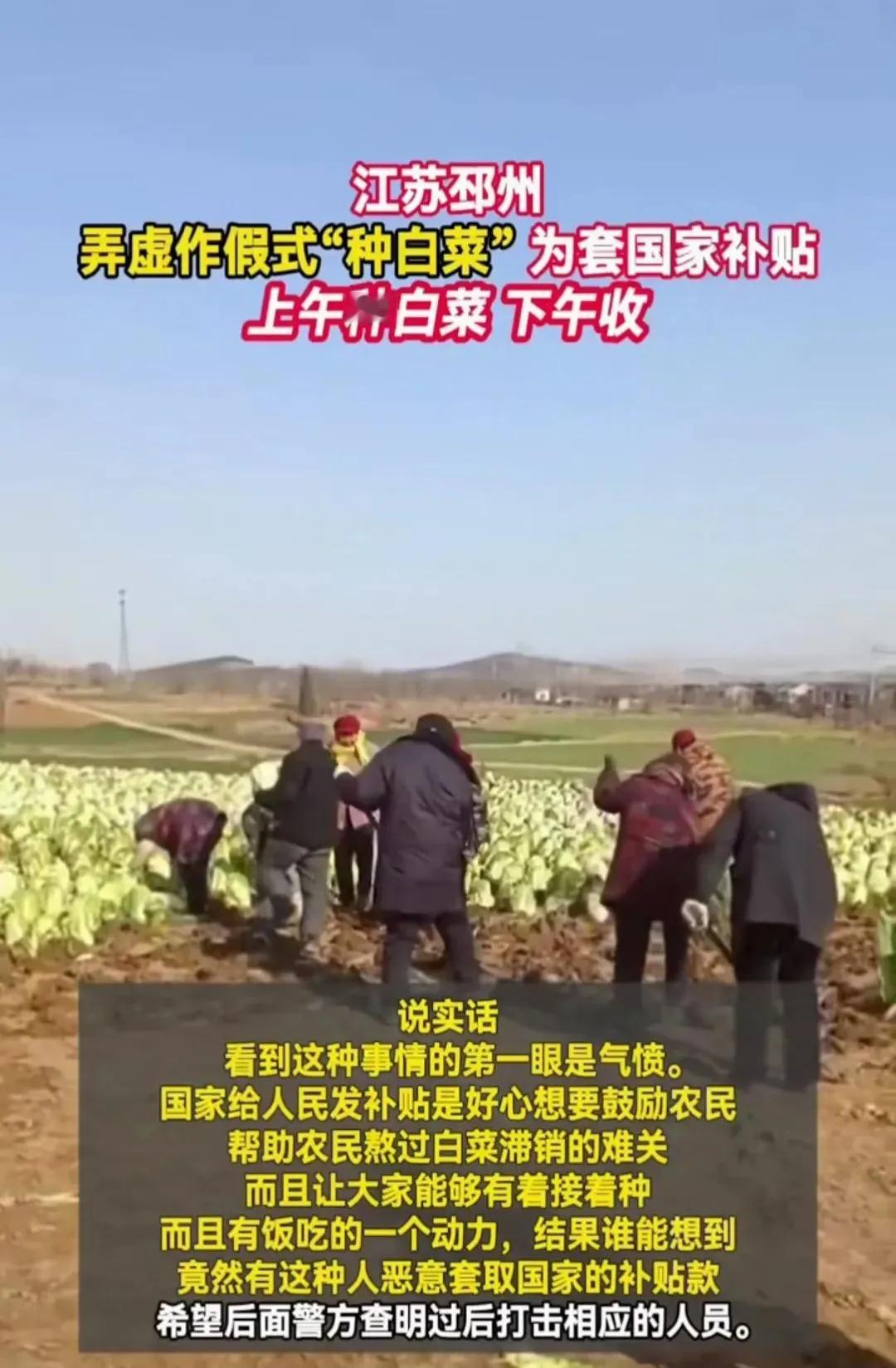 白菜上午种，下午收，你见过吗？
     在江苏邳州市有一种大白菜，上午种，下午