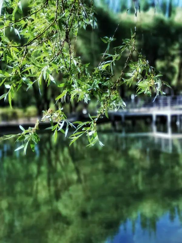 上联:碧水清风翠柳，诚邀下联金波雨露芙蓉。