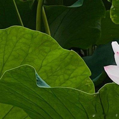 人是要有帮助的，荷花虽好，也要绿叶扶持 