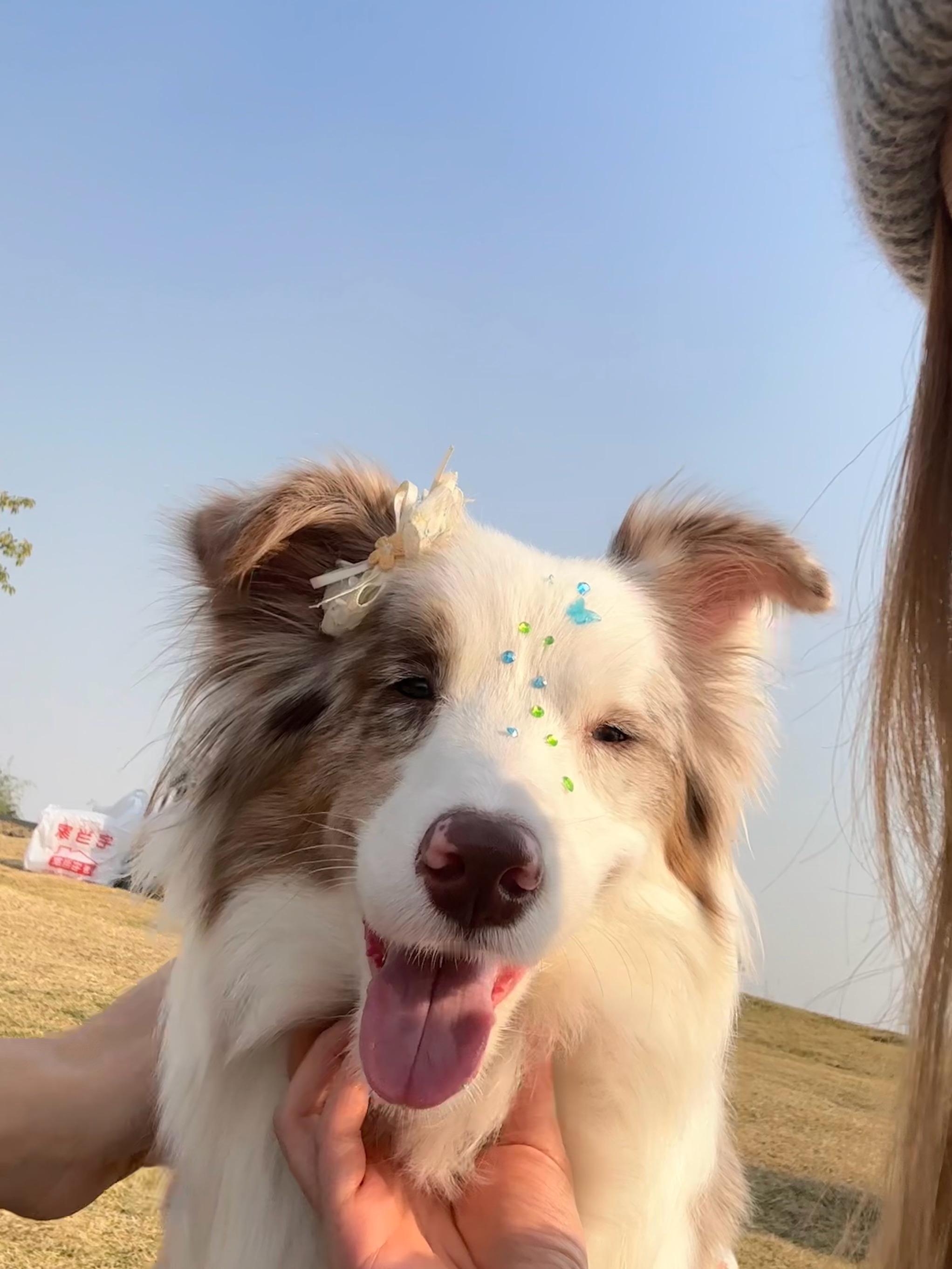 有太阳就幸福🦴☀️摸到超多小狗的一天 