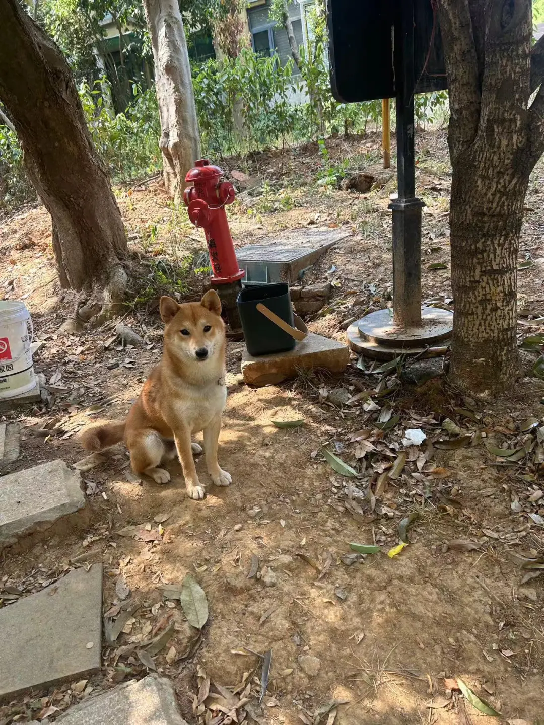 江夏区庙山附近 谁家柴犬走丢了呀！
