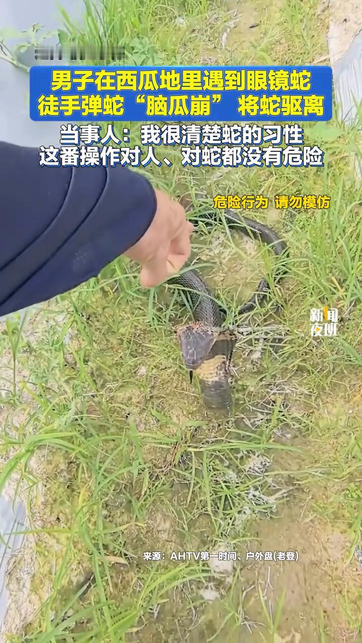 男子在西瓜地里遇到眼镜蛇，徒手弹蛇"脑瓜崩"将蛇驱离。当事人：我很清楚蛇的习性，