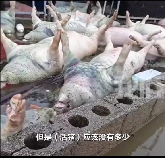 十天之隔，五百万之殇：洪水冲垮的不仅是猪场，更是半生心血

“还差10天就卖猪…