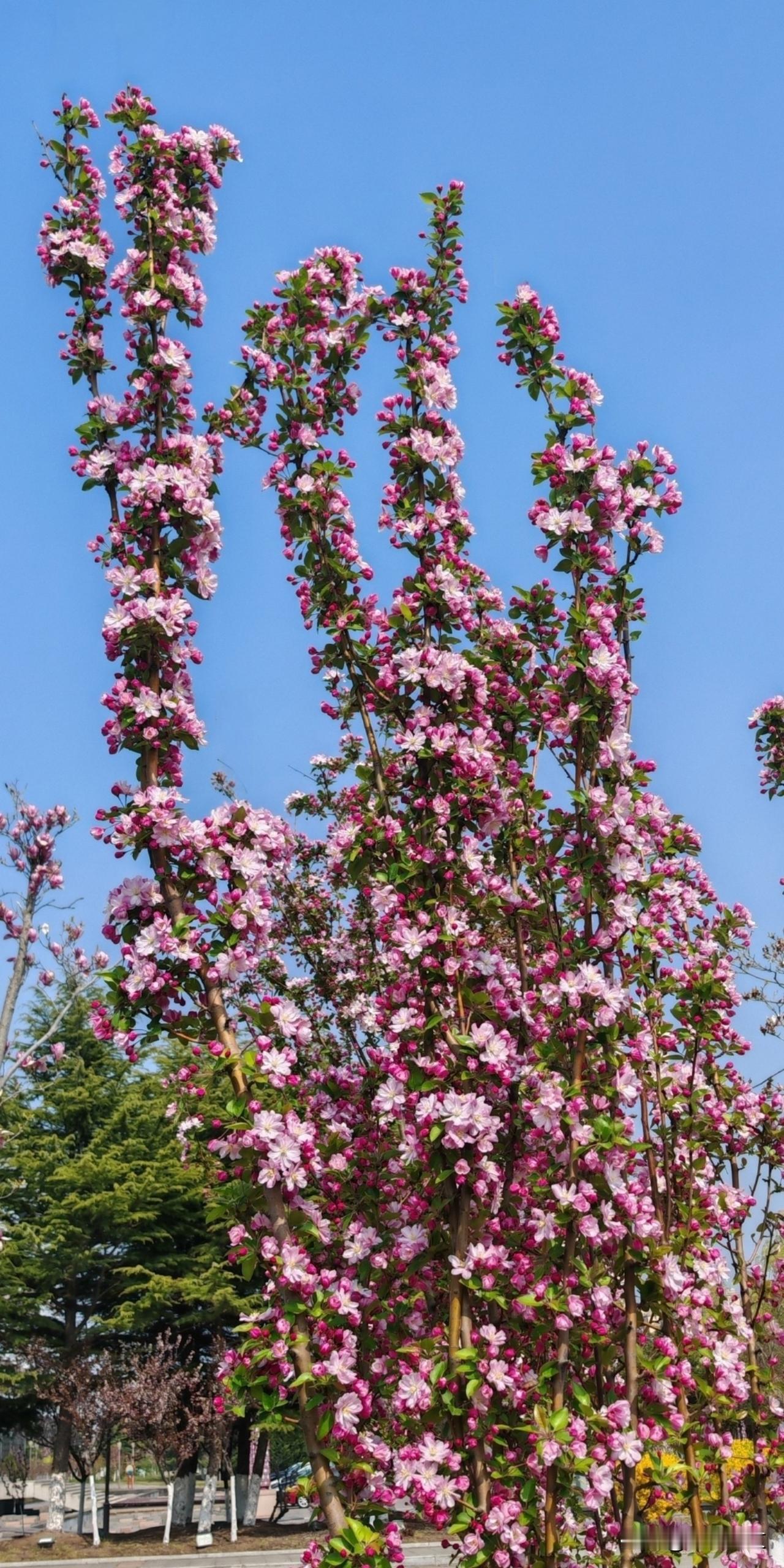 晒图笔记大赛盛开的西府海棠
