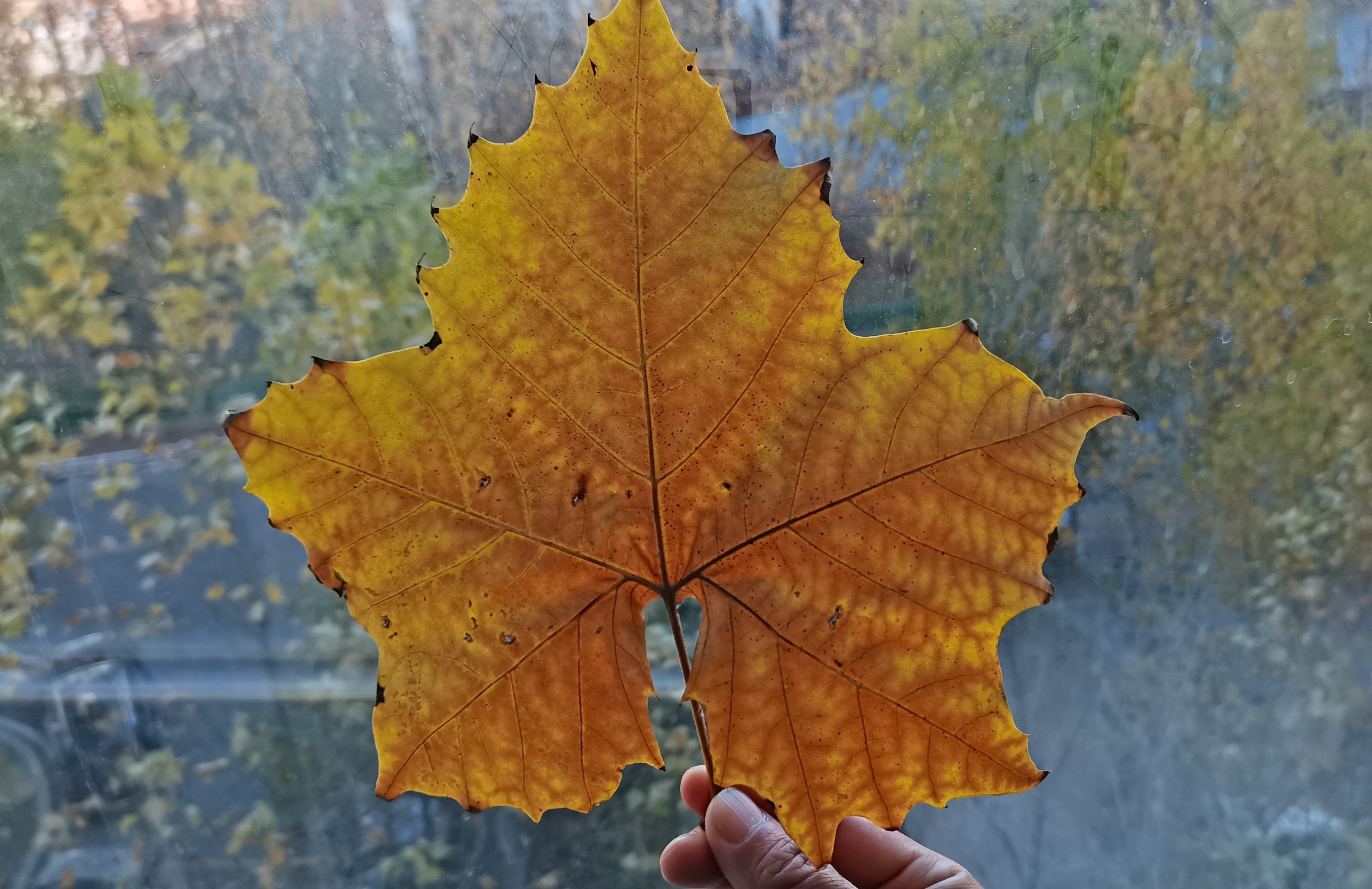 怎么不会，我是手里没绳儿，不然也牵出去遛遛一年就这么过去了…… 