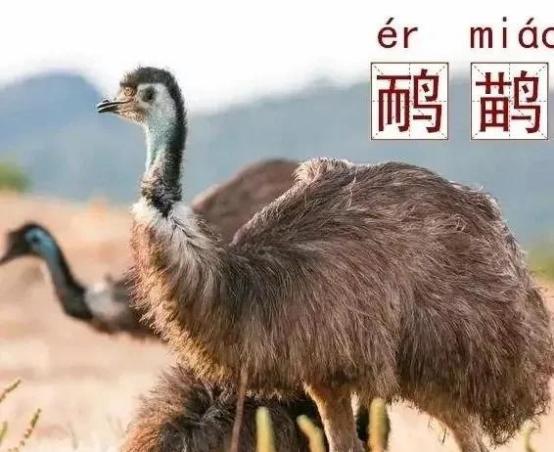 [太阳]颠覆认知的澳洲荒诞战争！两万只鸸鹋碾压正规军，机枪卡车惨败，最终靠吃货吃