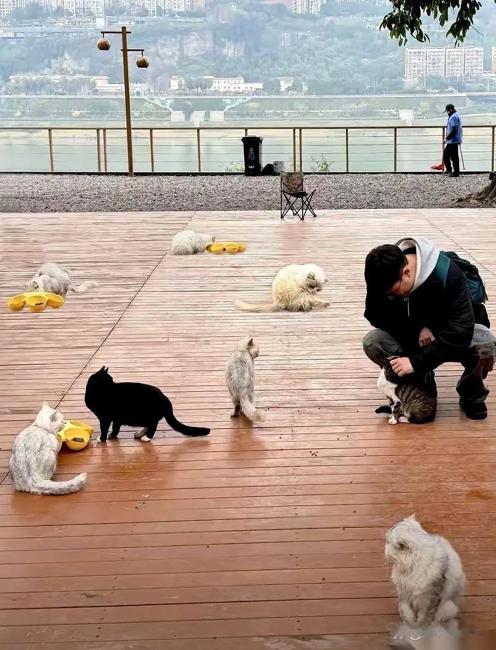 山城猫屿：一座公园藏着的城市温柔

 

重庆为流浪猫修的一座官方公园，狠狠撞进